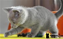 russian blue kitten posted by johnnyhoo4
