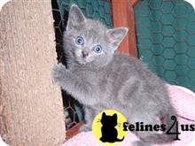 russian blue kitten posted by johnnyhoo4