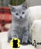 russian blue kitten posted by johnnyhoo4