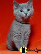 russian blue kitten posted by johnnyhoo4