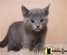 russian blue kitten posted by johnnyhoo4