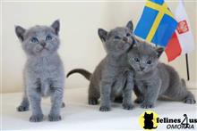 russian blue kitten posted by johnnyhoo4