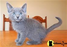 russian blue kitten posted by johnnyhoo4