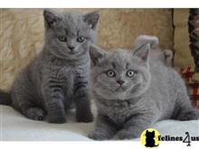russian blue kitten posted by johnnyhoo4
