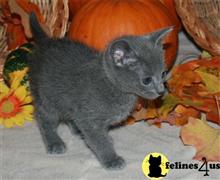 russian blue kitten posted by johnnyhoo4