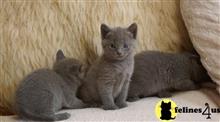 russian blue kitten posted by johnnyhoo4