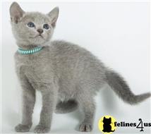russian blue kitten posted by johnnyhoo4