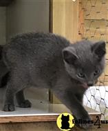 russian blue kitten posted by johnnyhoo4