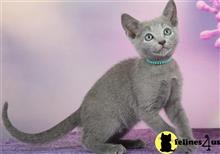 russian blue kitten posted by johnnyhoo4