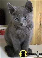 russian blue kitten posted by johnnyhoo4