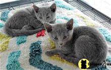 russian blue kitten posted by johnnyhoo4