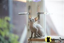 sphynx kitten posted by Robertkittens001