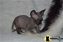 sphynx kitten posted by Robertkittens001