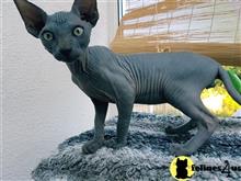 sphynx kitten posted by Robertkittens001