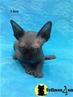 sphynx kitten posted by Robertkittens001