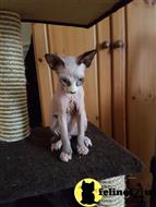 sphynx kitten posted by Robertkittens001