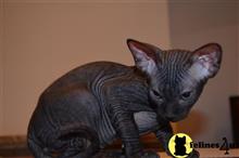 sphynx kitten posted by Robertkittens001