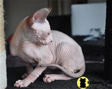 sphynx kitten posted by Robertkittens001