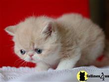 exotic shorthair kitten posted by johnnyhoo6