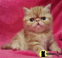 exotic shorthair kitten posted by johnnyhoo6