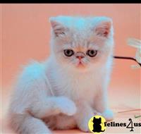 exotic shorthair kitten posted by johnnyhoo6
