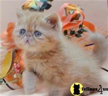 exotic shorthair kitten posted by johnnyhoo6