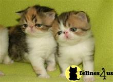 exotic shorthair kitten posted by johnnyhoo6