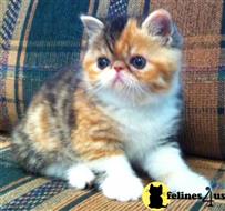 exotic shorthair kitten posted by johnnyhoo6