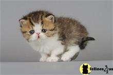 exotic shorthair kitten posted by johnnyhoo6