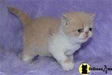 exotic shorthair kitten posted by johnnyhoo6