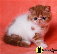 exotic shorthair kitten posted by johnnyhoo6