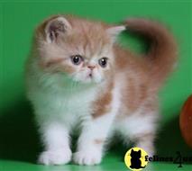 exotic shorthair kitten posted by johnnyhoo6