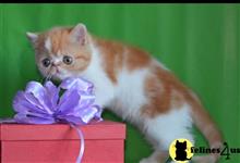 exotic shorthair kitten posted by johnnyhoo6