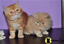 exotic shorthair kitten posted by johnnyhoo6
