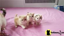 exotic shorthair kitten posted by johnnyhoo6
