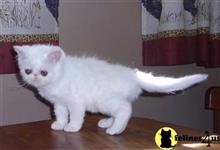 exotic shorthair kitten posted by johnnyhoo6