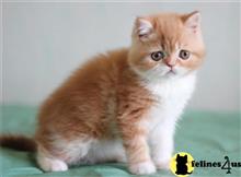 exotic shorthair kitten posted by johnnyhoo6