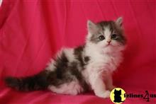 himalayan kitten posted by johnnyhoo8