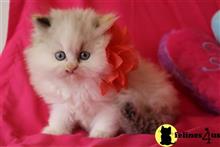 himalayan kitten posted by johnnyhoo8