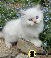 himalayan kitten posted by johnnyhoo8