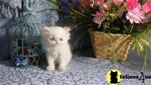 himalayan kitten posted by johnnyhoo8
