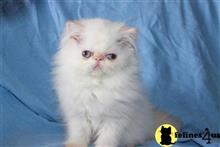 himalayan kitten posted by johnnyhoo8