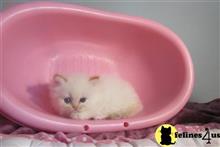 himalayan kitten posted by johnnyhoo8