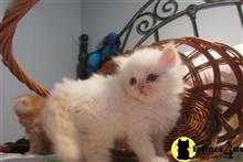 himalayan kitten posted by johnnyhoo8