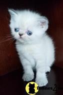 himalayan kitten posted by johnnyhoo8