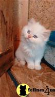 himalayan kitten posted by johnnyhoo8