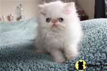 himalayan kitten posted by johnnyhoo8
