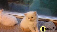 himalayan kitten posted by johnnyhoo8