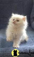 himalayan kitten posted by johnnyhoo8