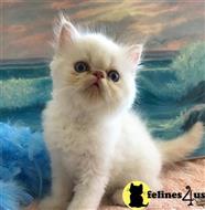 himalayan kitten posted by johnnyhoo8